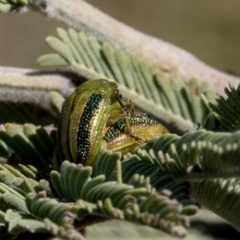 Calomela vittata (Acacia leaf beetle) at Dunlop, ACT - 1 Oct 2019 by AlisonMilton