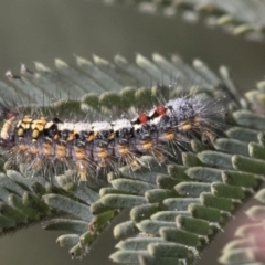 Acyphas semiochrea (Omnivorous Tussock Moth) at The Pinnacle - 1 Oct 2019 by AlisonMilton