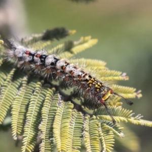 Acyphas semiochrea at Weetangera, ACT - 1 Oct 2019 10:08 AM