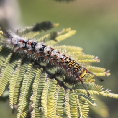 Acyphas semiochrea (Omnivorous Tussock Moth) at The Pinnacle - 1 Oct 2019 by AlisonMilton