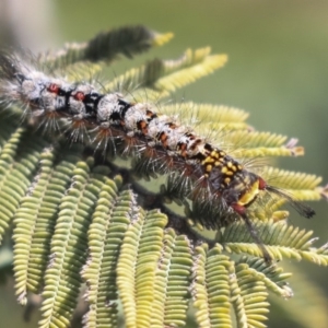 Acyphas semiochrea at Weetangera, ACT - 1 Oct 2019 10:08 AM