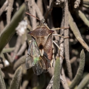 Oechalia schellenbergii at Hawker, ACT - 1 Oct 2019