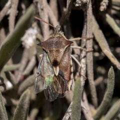 Oechalia schellenbergii (Spined Predatory Shield Bug) at Hawker, ACT - 1 Oct 2019 by AlisonMilton