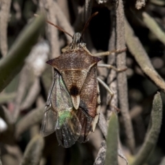 Oechalia schellenbergii at Hawker, ACT - 1 Oct 2019