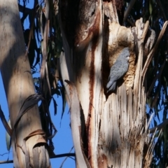 Callocephalon fimbriatum (Gang-gang Cockatoo) at GG71 - 23 Sep 2019 by JackyF