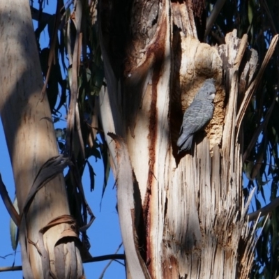 Callocephalon fimbriatum (Gang-gang Cockatoo) at GG71 - 23 Sep 2019 by JackyF