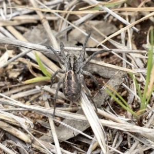 Lycosidae (family) at Dunlop, ACT - 22 Sep 2019