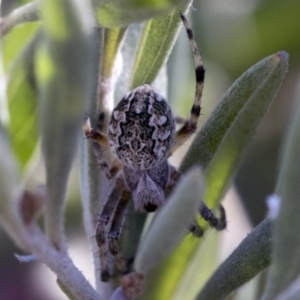 Araneus sp. (genus) at Hawker, ACT - 1 Oct 2019