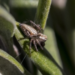 Oxyopes sp. (genus) (Lynx spider) at Hawker, ACT - 1 Oct 2019 by AlisonMilton