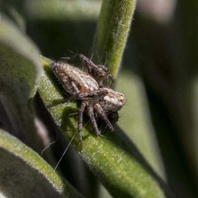 Oxyopes (genus) (Lynx spider) at Hawker, ACT - 1 Oct 2019 by AlisonMilton