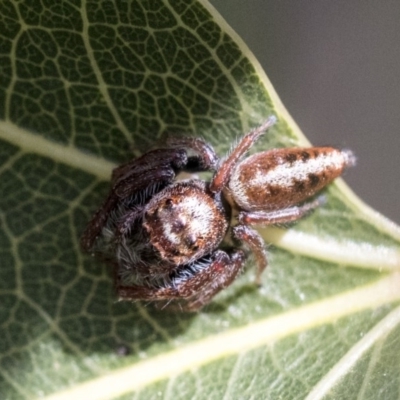 Opisthoncus grassator (Jumping spider) at The Pinnacle - 1 Oct 2019 by AlisonMilton