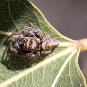 Opisthoncus grassator at Hawker, ACT - 1 Oct 2019 10:45 AM