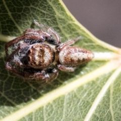 Opisthoncus grassator at Hawker, ACT - 1 Oct 2019