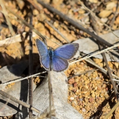 Zizina otis (Common Grass-Blue) at The Pinnacle - 19 Oct 2019 by AlisonMilton
