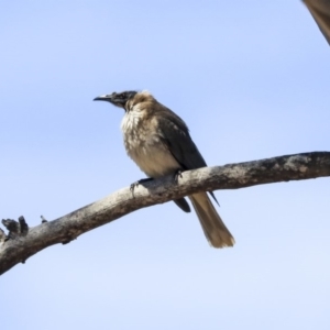 Philemon corniculatus at Dunlop, ACT - 20 Oct 2019 11:01 AM