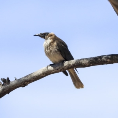 Philemon corniculatus (Noisy Friarbird) at The Pinnacle - 20 Oct 2019 by Alison Milton