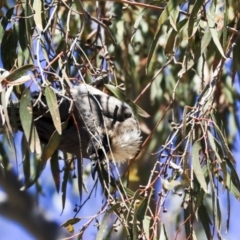 Philemon corniculatus at Dunlop, ACT - 20 Oct 2019 11:01 AM