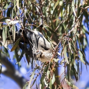 Philemon corniculatus at Dunlop, ACT - 20 Oct 2019