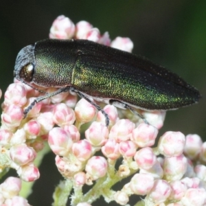 Melobasis propinqua at Bannaby, NSW - 20 Oct 2019 04:35 PM