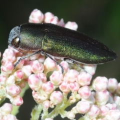 Melobasis propinqua (Propinqua jewel beetle) at Bannaby, NSW - 20 Oct 2019 by Harrisi