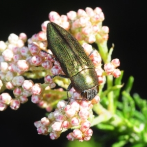 Melobasis propinqua at Bannaby, NSW - 20 Oct 2019 04:35 PM