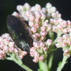 Melobasis propinqua at Bannaby, NSW - 20 Oct 2019 04:35 PM