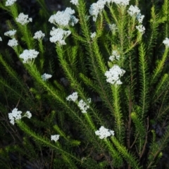 Melobasis propinqua at Bannaby, NSW - 20 Oct 2019 04:35 PM