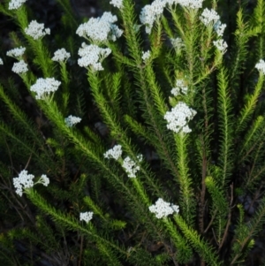 Melobasis propinqua at Bannaby, NSW - 20 Oct 2019 04:35 PM