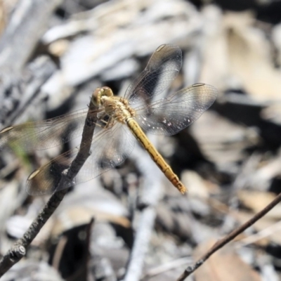 Diplacodes haematodes (Scarlet Percher) at Hawker, ACT - 20 Oct 2019 by AlisonMilton