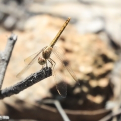 Diplacodes haematodes at Hawker, ACT - 20 Oct 2019 12:52 PM