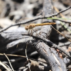 Diplacodes haematodes at Hawker, ACT - 20 Oct 2019 12:52 PM