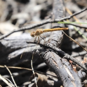 Diplacodes haematodes at Hawker, ACT - 20 Oct 2019 12:52 PM