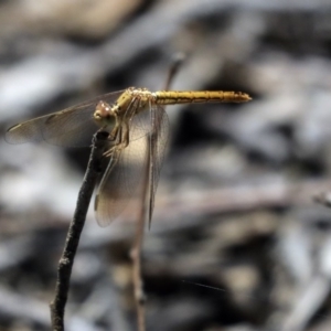 Diplacodes haematodes at Hawker, ACT - 20 Oct 2019 12:52 PM