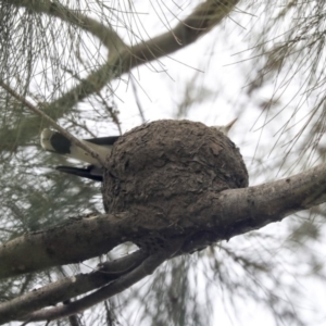 Grallina cyanoleuca at Monash, ACT - 14 Oct 2019