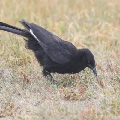 Corcorax melanorhamphos (White-winged Chough) at Monash, ACT - 14 Oct 2019 by AlisonMilton