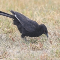 Corcorax melanorhamphos (White-winged Chough) at Monash, ACT - 13 Oct 2019 by AlisonMilton