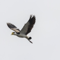 Vanellus miles (Masked Lapwing) at Isabella Plains, ACT - 13 Oct 2019 by AlisonMilton
