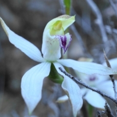 Caladenia moschata (Musky Caps) at Acton, ACT - 21 Oct 2019 by shoko