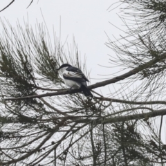 Lalage tricolor (White-winged Triller) at Tuggeranong Creek to Monash Grassland - 14 Oct 2019 by AlisonMilton