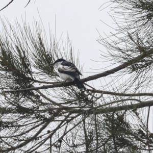 Lalage tricolor at Monash, ACT - 14 Oct 2019 11:36 AM