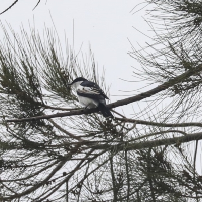 Lalage tricolor (White-winged Triller) at Tuggeranong Creek to Monash Grassland - 14 Oct 2019 by AlisonMilton