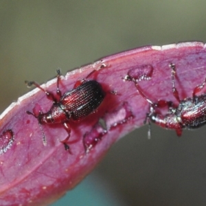 Euops sp. (genus) at Bannaby, NSW - 20 Oct 2019