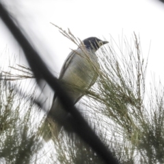 Coracina novaehollandiae (Black-faced Cuckooshrike) at Tuggeranong Creek to Monash Grassland - 14 Oct 2019 by AlisonMilton