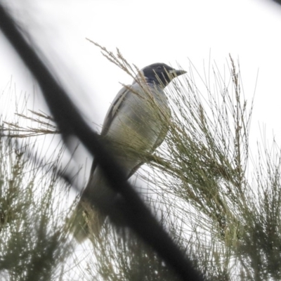 Coracina novaehollandiae (Black-faced Cuckooshrike) at Tuggeranong Creek to Monash Grassland - 14 Oct 2019 by AlisonMilton