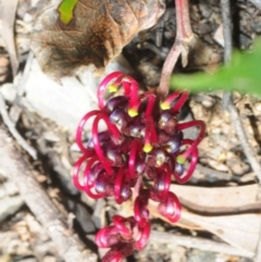 Grevillea laurifolia (Laurel-leaf Grevillea) at Wombeyan Caves, NSW - 20 Oct 2019 by Harrisi