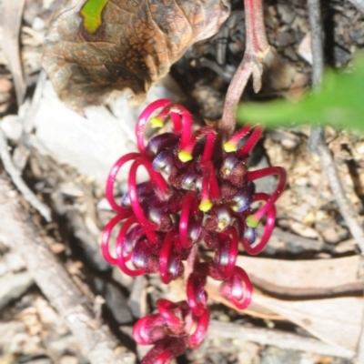 Grevillea laurifolia (Laurel-leaf Grevillea) at Mares Forest National Park - 20 Oct 2019 by Harrisi