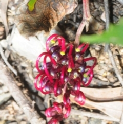 Grevillea laurifolia (Laurel-leaf Grevillea) at Mares Forest National Park - 20 Oct 2019 by Harrisi