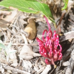 Grevillea laurifolia at Wombeyan Caves, NSW - 20 Oct 2019