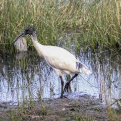 Threskiornis molucca (Australian White Ibis) at Tuggeranong Creek to Monash Grassland - 14 Oct 2019 by AlisonMilton