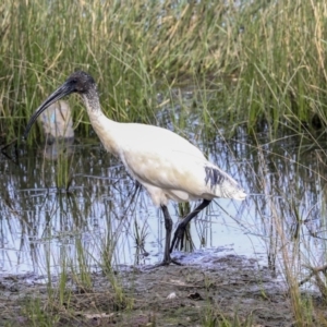 Threskiornis molucca at Monash, ACT - 14 Oct 2019